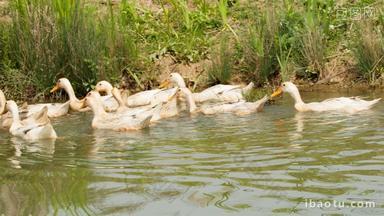农村散养鸭子成群结队池塘游泳
